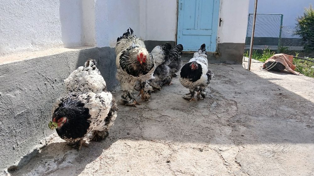 Tochkaliklar sotuvda