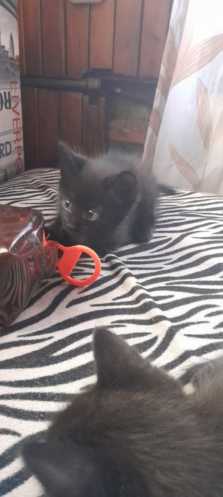 Дарю котят черных
