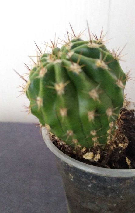 Кактусы для дома и офиса