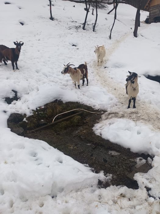 Vând 4 capre carpatine