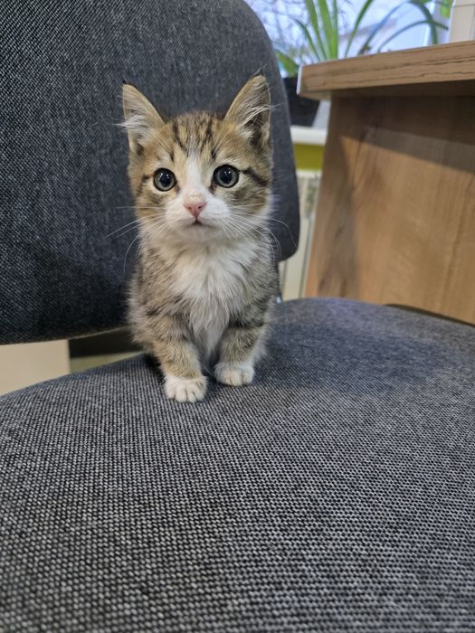 Котята 2 месяца ищут дом