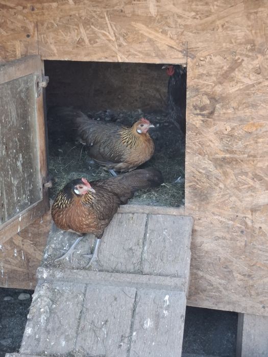 Pereche Phoenix  2025