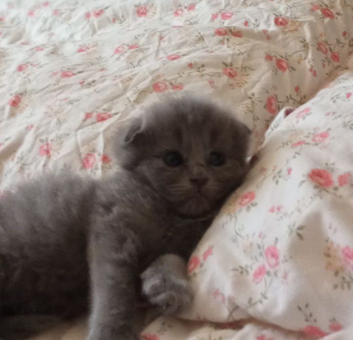 Ayol erotikasi Italiya