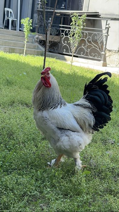 Brama xoroz va qora shahzoda tovuq 350 mingdan