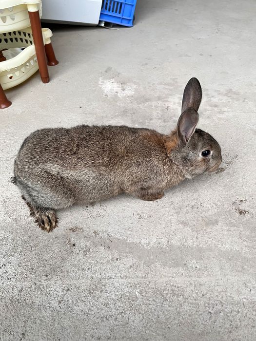 Продается кролики домашние