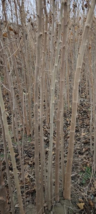 Tut kuchatlari sotiladi