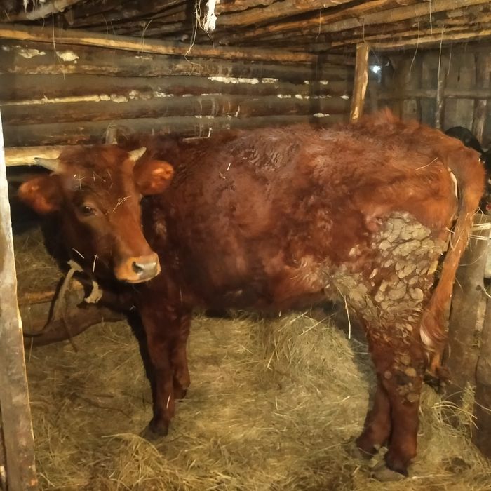 Продам телку срочно или обмен на корову