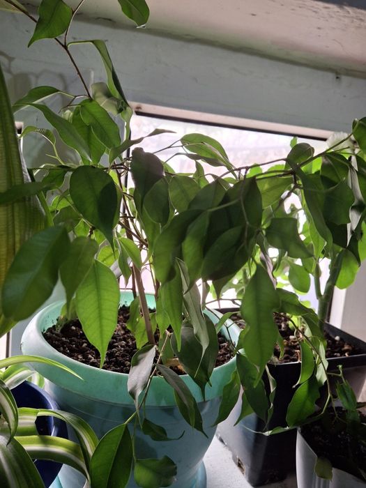 Комнатные цветы распродажа!