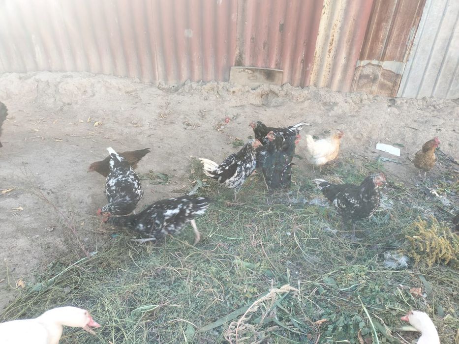 Продается куры Астралоб