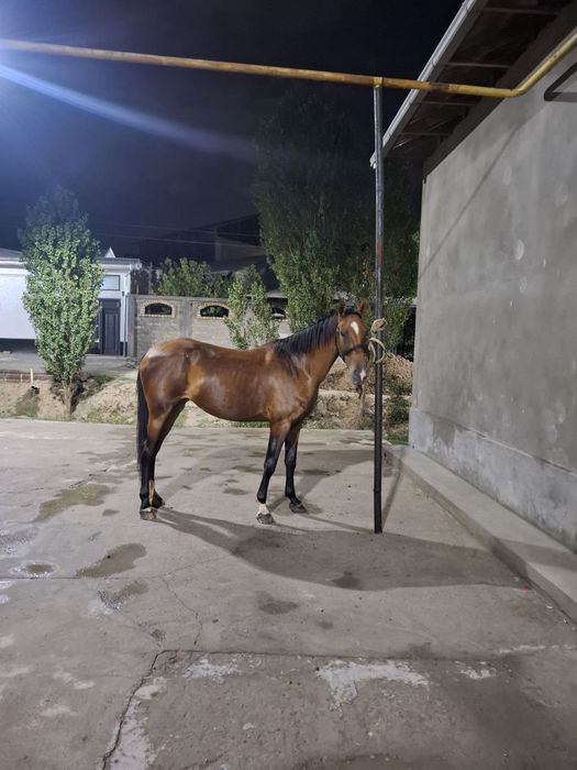 Ot sotiladi yoshi 4 da