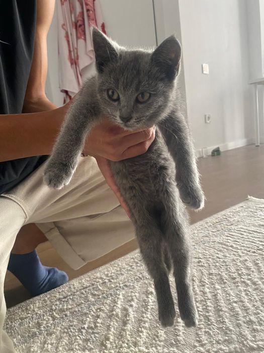 кошка с золотымй когтиями