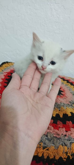 Отдам котят в хорошие руки