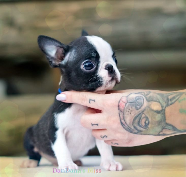 Boston terrier cu pedigree - baietel