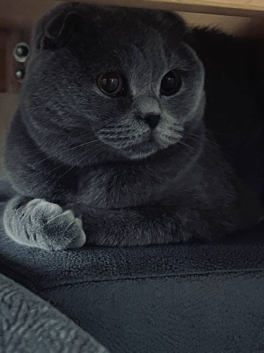 Скотчш фолд сотилади 3 йошда