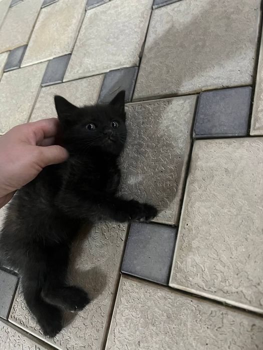 Катята пародистый