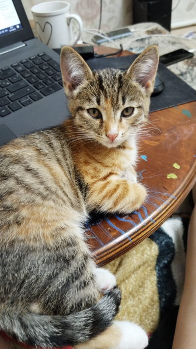 Отдам кошечку в добрые руки)