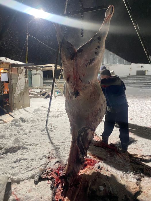 Касапшы резка скота