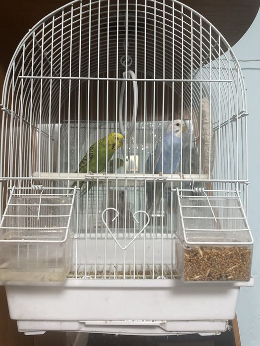 Продам попугаев пара