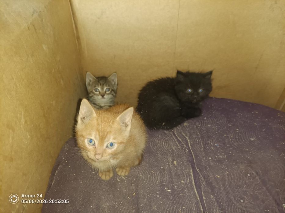 Отдам котят в добрые руки