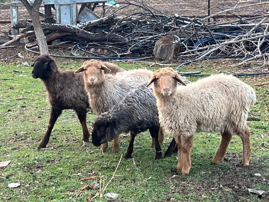 Продам токты жырны