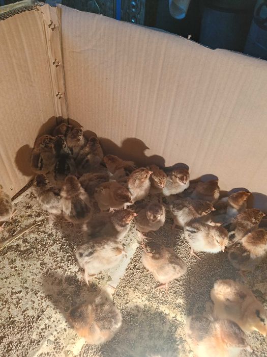 Продается цеплята