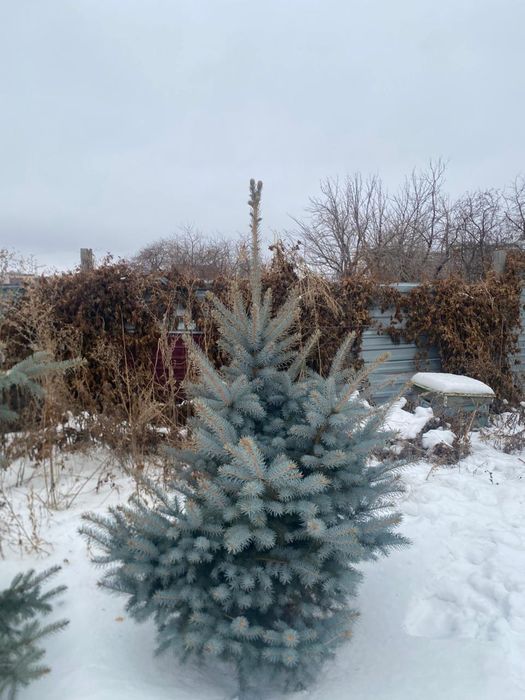 Ели голубые , самовывоз