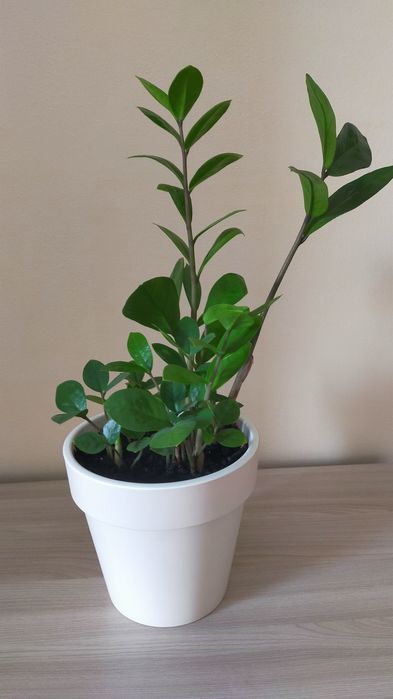 Продам молодое долларовое дерево