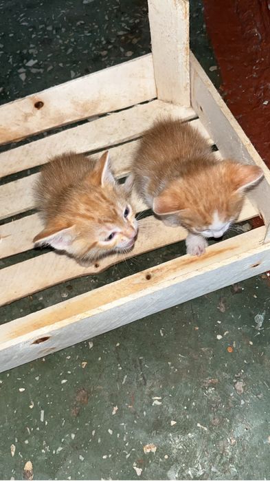 Котята маленькие