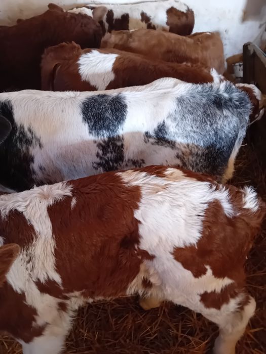 Taurasi baltati și vitea belgiana