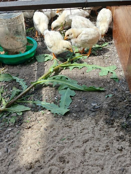 Продам цепляет  Леггорны