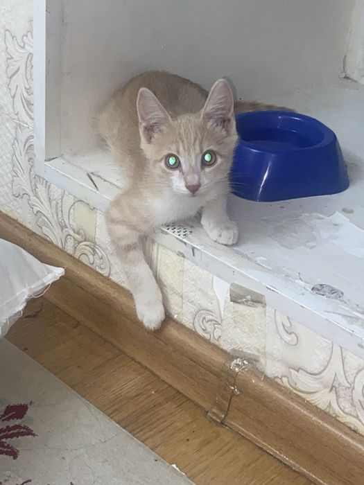 Котенок ищит дом