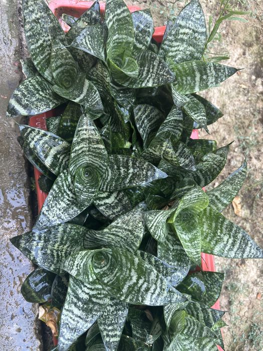 Sansevieria Hanni guli sotiladi