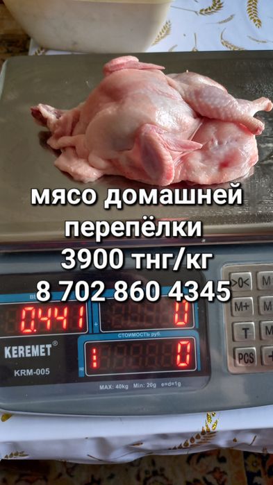 Мясо домашней перепёлки