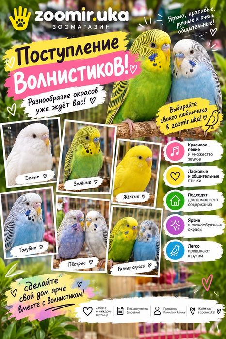 Волнистые попугаи