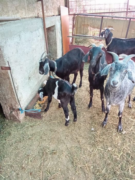 Vand tap anglonubian