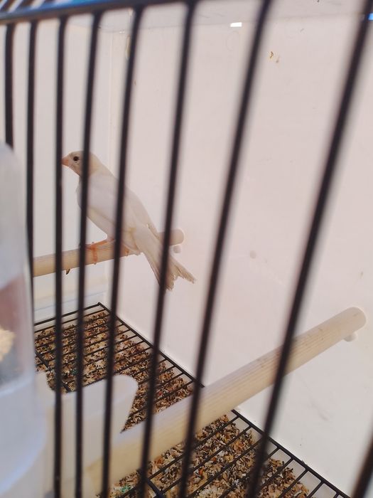 Oq nar sayroda sayrogi oddiy