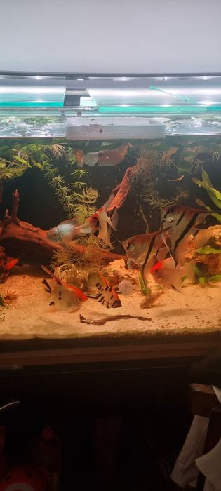 Аквариум продам полный комплект