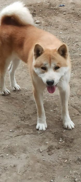 Хаски кучиклари сотилади.