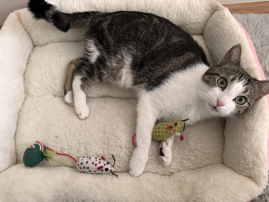 Меко легло за котка или куче + подарък играчка