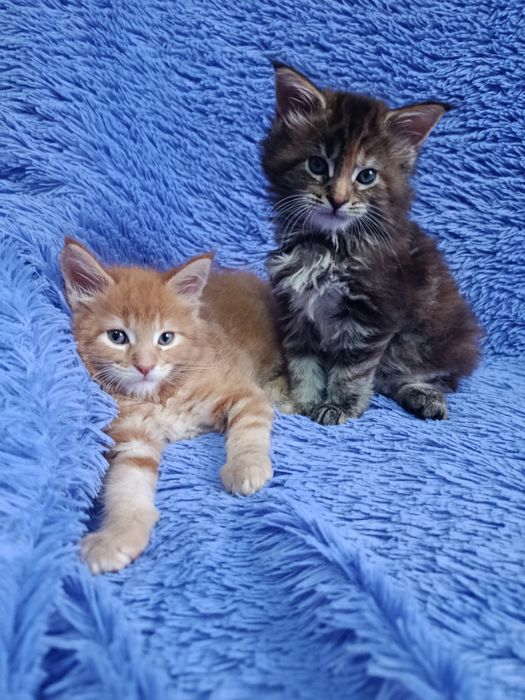 Мейн-куна котята