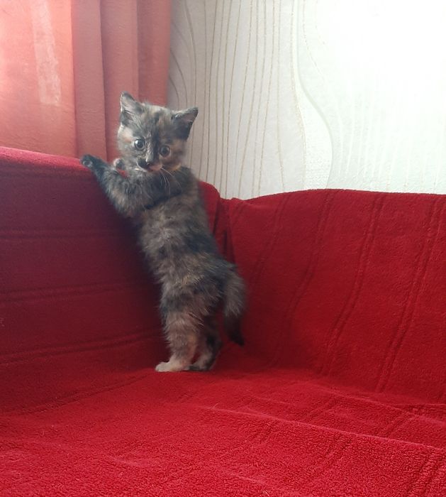 Отдам котёнка в добрые руки