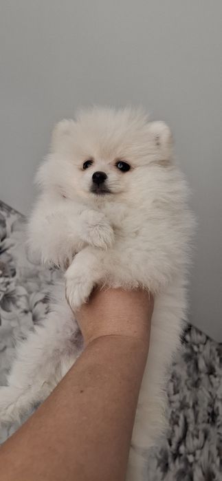 Малышка щенок шпица девочка