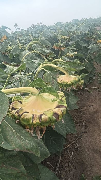 Продам семечки полосатые