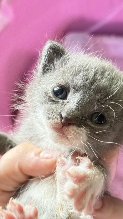 Отдам котят пол месяца