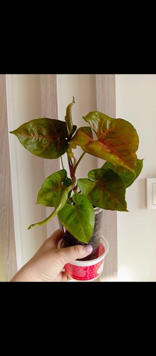 Комнатные растения/ комнатные цветы