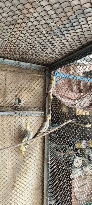 Корелла молодые трёхмесячные