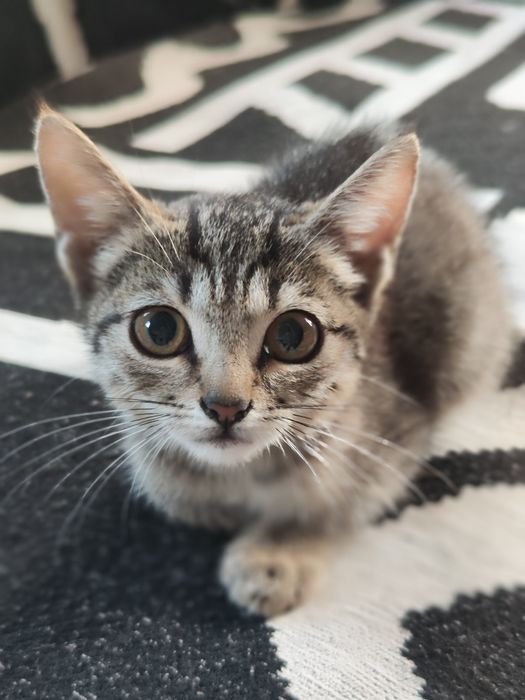 Кошечка крысолов. Девочка