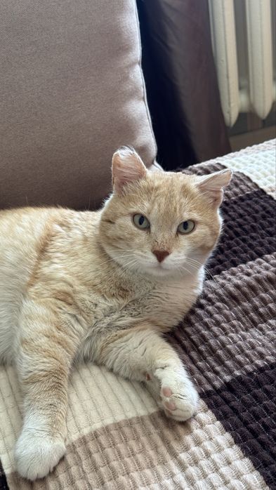 Ищу хозяина для кота, кастрирован