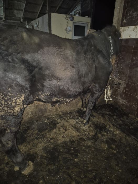 Vând taur angus negru