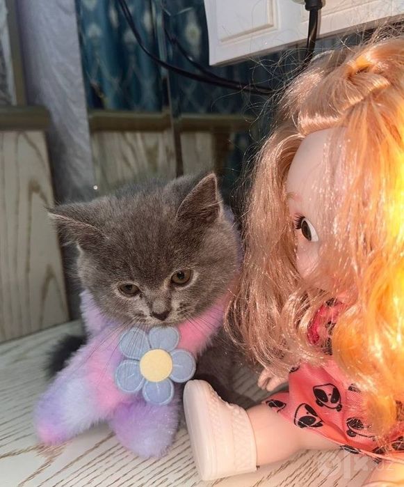 Скоттиш страйт и фолд